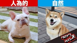 人工的な交配を続けて出来た奇形犬種たち！異常な品種改良で産まれる事実が悲惨すぎる！あのつぶれた鼻やたるんだ皮膚には悲しい秘密があることをご存知だろうか [upl. by Nnylassej]