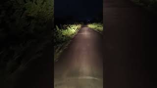 Nightjar was found on the road while traveling at dawn naturebird1 [upl. by Retniw]