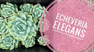 Echeveria Elegans o Rosa de Alabastro Cuidados reproducción y consejos [upl. by Nodyroc]