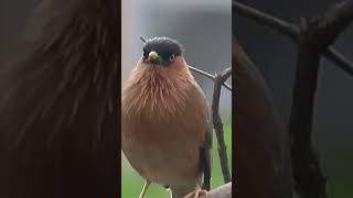 Brahminy starling [upl. by Ainaled]