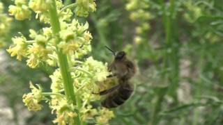 Abeilles récoltant du nectar et pollen sur des fleurs de réséda jaune [upl. by Waverly]