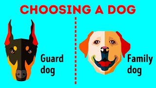 How to Choose the Perfect Dog Breed Just for You [upl. by Winona]