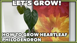 HEARTLEAF PHILODENDRON CARE Expert guide [upl. by Sean]