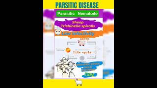 Trichinosis in sheep🤔Trichinella spiralis foodborne helminthicMuscle👍Parasitology👍🔬✅ [upl. by Trabue3]