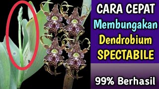 CARA CEPAT Membungakan DENDROBIUM SPECTABILE [upl. by Wilton264]