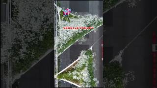 How vegetle canopy process save world 🤯 [upl. by Manlove]