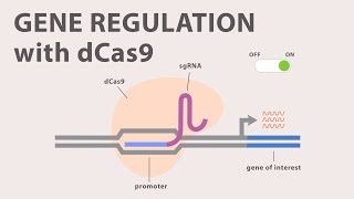 4 CRISPR Cas9  Gene Regulation with dCas9 [upl. by Ahseim]