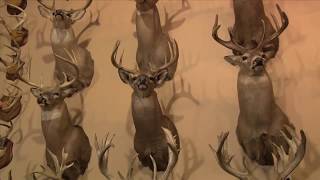 Roger Raglins Mail Call  Week 7  2017 What is your biggest Whitetail Buck [upl. by Gytle912]