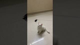 catplaying short shortvideo trending viralvideo shortfeed [upl. by Nnylyaj624]