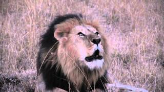 Lion Roaring Sound Effect HD Leon rugiendo en Masai Mara KENIA [upl. by Levesque708]