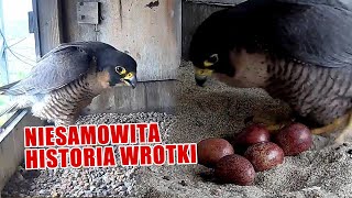 Sokoły z Lublina Historia Wrotki i Czarta [upl. by Clarke]