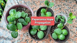 Peperomia Hope Propagation [upl. by Drareg980]