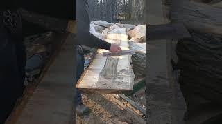 Fresh milled black walnut sapwood milling woodworking sawmill [upl. by Llenel]