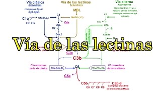 Vía de las lectinas del complemento activación [upl. by Guilbert]