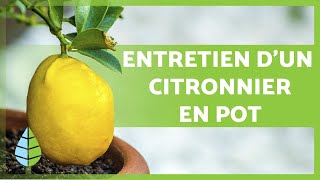 ENTRETIEN dun CITRONNIER en POT 🍋 🌳 Arrosage substrat taille et plus encore [upl. by Richelle]