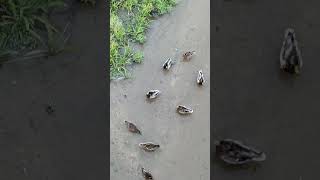 Patos y gallinetas en el río birds aves nature wildlife [upl. by Aoniak]