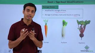 Class 11th – Root – Tap Root Modifications  Morphology of Flowering Plants  Tutorials Point [upl. by Dorotea]