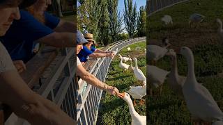 OCAS en Madrid 🦆 patos alimentar larin [upl. by Hoeve479]