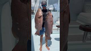 Cubera season 🔥 fishing sportfishing cubera viral [upl. by Ernesta]