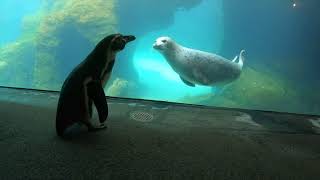 Friendly Harbor Seal Meets Butterfly Penguin And More [upl. by Harris]