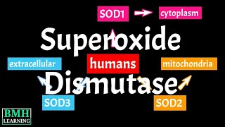 Superoxide Dismutase  SOD  Types Of Superoxide Dismutase [upl. by Haiasi]