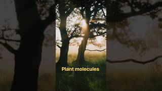 Lignin in plants shorts youtubeshorts facts [upl. by Hasen]