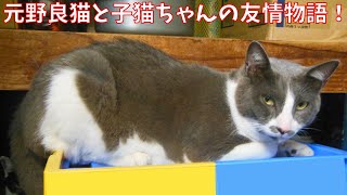 【保護猫】【感動】元野良猫と子猫ちゃんは友情の絆（きずな）で結ばれました【じいじさんとばあばさんと猫たち】 [upl. by Atteragram]