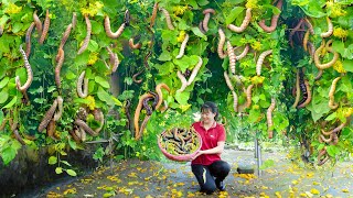 Women Harvesting Silkworm goes to maerrket sell  Harvesting and cooking  Lý Tiểu Luyến [upl. by Arondell]