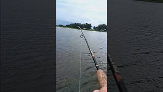 Panfish fishing bluegill fishing fish freshwater panfish shorts fyp [upl. by Lodie]