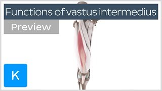 Functions of the vastus intermedius muscle preview  Human Anatomy  Kenhub [upl. by Ayhtnic]