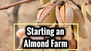 Growing Almond Trees for Profit [upl. by Arriek213]