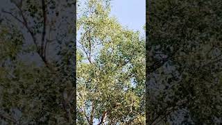 How to tree grow viralshort trendingshorts trending shortsfeed shotrs nature trees [upl. by Jerald]