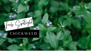 Herb Spotlight  Medicinal Benefits of Chickweed  Chickweed [upl. by Yehtomit]