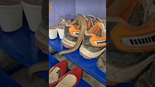 Shoe me nikla 🐍 snaketranding snake [upl. by Yenar]