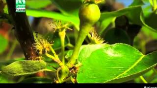 Green Planet  Power Plant Fruiter Hindi [upl. by Trudnak]