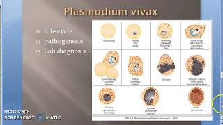 Parasitology 075 b Plasmodium Malaria Apicomplexa vivax falciparum tertian host moquito vector [upl. by Trip402]