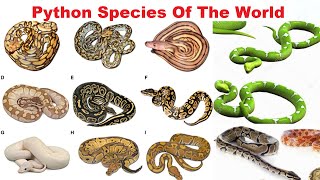 Python Species  All Python Species Of The World [upl. by Ianthe]