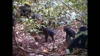 Chimpanzee amp Snake Encounter Video 1 [upl. by Nerrag402]