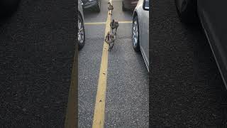 Baby Geese getting too close Geese nature [upl. by Leeke]