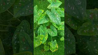 beautiful Caladiums plant anujk88 caladiums araceae ornamentalplant nature summerfoliage [upl. by Walcoff]