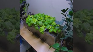 I turned my Fish Tank into a BASIL FARM INFINITE SOURCE [upl. by Nnaaihtnyc]