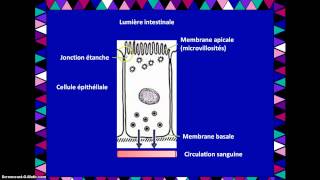 Labsorption et le transport membranaire des nutriments [upl. by Duax]