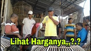 Lihat Para Botoh Memilih Ayam Bangkok Berkuwalitas Unggul [upl. by Dronski]