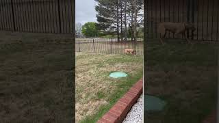 Dog Manages to Escape Yard Through Narrow Gap in Fencing  1415129 [upl. by Leopold302]