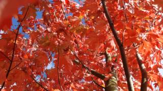 Acer x freemanii Autumn Blaze [upl. by Brina12]