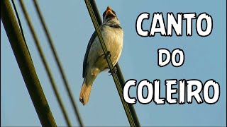 ♫ CANTO Selvagem do COLEIRO ♫ PAPA CAPIM Sporophila caerulescens ao vivo da natureza [upl. by Frangos580]