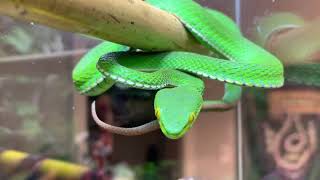 Trimeresurus albolabris the whitelipped pit viper Gamora [upl. by Harlen449]