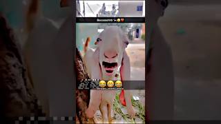 Akkar Bakkar Bambay Boo 😎comedy fun funny goat shorts short youtubeshort ytshortsvideo [upl. by Netty]