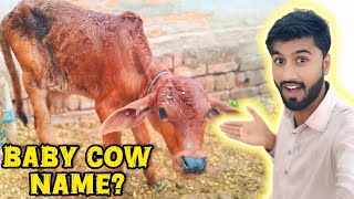 Finally Baby Cow Ka Name Done Ho Gaya 🐮  Daily Vlogs  Asif Hassan Vlogs [upl. by Buehrer]