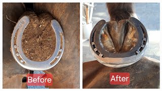 Satisfying  Asmr Farrier Hoof Restoration [upl. by Senoj468]